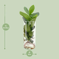 Clusia en verre cylindrique - Ø12cm - ↕30cm Everspring