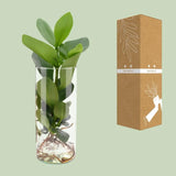 Clusia en verre cylindrique - Ø12cm - ↕30cm Everspring