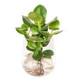 Clusia en verre Kingston - Ø12cm - ↕30cm Everspring