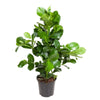 Clusia Rosea - 110 cm - ø24 - GREEN OASIS - SHOP