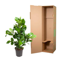 Clusia Rosea - 110 cm - ø24 - GREEN OASIS - SHOP