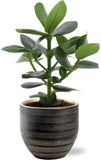 Clusia Rosea Princess - Ø12cm - ↕15cm + Beau Pot D14x13cm - Noir - GREEN OASIS - SHOP