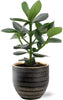 Clusia Rosea Princess - Ø12cm - ↕15cm + Beau Pot D14x13cm - Noir - GREEN OASIS - SHOP