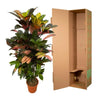 Codiaeum (Croton) Iceton - 120 cm - Ø24cm - GREEN OASIS - SHOP Plantes vertes originales livrées à votre domicile