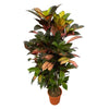 Codiaeum (Croton) Iceton - 120 cm - Ø24cm - GREEN OASIS - SHOP Plantes vertes originales livrées à votre domicile