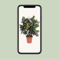 Codiaeum Magnifique (Croton Magnifique) - Ø27cm - ↕110cm Everspring