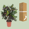 Codiaeum Magnifique (Croton Magnifique) - Ø27cm - ↕110cm Everspring