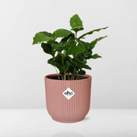 Coffea Arabica + pot ELHO Vibes Fold 14 cm rose Everspring
