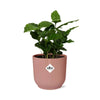 Coffea Arabica + pot ELHO Vibes Fold 14 cm rose - GREEN OASIS - SHOP