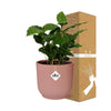 Coffea Arabica + pot ELHO Vibes Fold 14 cm rose - GREEN OASIS - SHOP