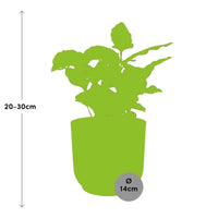 Coffea Arabica + pot ELHO Vibes Fold 14 cm rose - GREEN OASIS - SHOP