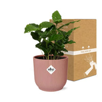 Coffea Arabica + pot ELHO Vibes Fold 14 cm rose - GREEN OASIS - SHOP