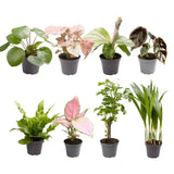 Coffret surprise de bébés plantes - Ø6cm - ↕5cm - x8 - GREEN OASIS - SHOP