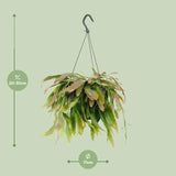 Corail rouge Rhipsalis - Ø17cm - ↕25cm Everspring