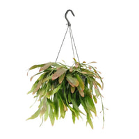 Corail rouge Rhipsalis - Ø17cm - ↕25cm Everspring