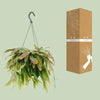 Corail rouge Rhipsalis - Ø17cm - ↕25cm Everspring