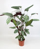 Ctenanthe Oppenheimiana - Ø21cm - ↕100cm - GREEN OASIS - SHOP