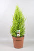Cupressus Goldcrest Wilma - Ø21cm - ↕70cm Everspring