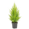 Cupressus Macrocarpa Goldcrest Wilma - Ø14cm - ↕55cm - GREEN OASIS - SHOP