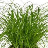 Cyperus Alternifolius (Herbe à chat) - 4 pièces - Ø12cm - ↕20cm Everspring