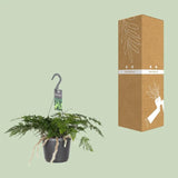 Davallia Bullata - Ø17cm - ↕30cm Everspring