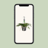 Davallia Bullata - Ø17cm - ↕30cm Everspring