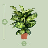 Dieffenbachia Camilla - Ø21cm - ↕75cm Everspring
