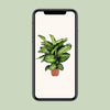 Dieffenbachia Camilla - Ø21cm - ↕75cm Everspring