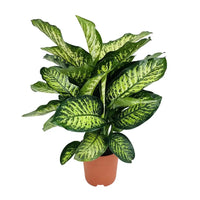 Dieffenbachia Camilla - Ø21cm - ↕75cm Everspring