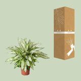 Dieffenbachia Vésuve - Ø27cm - ↕80cm Everspring