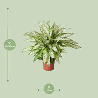 Dieffenbachia Vésuve - Ø27cm - ↕80cm Everspring