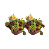 Dionaea Muscipula - 2 pièces - Ø12cm - ↕12cm - GREEN OASIS - SHOP