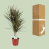 Dracaena bicolore - Ø17cm - ↕75cm Everspring