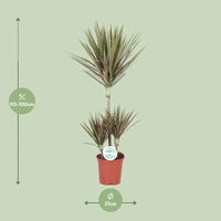 Dracaena bicolore - Ø21cm - ↕95cm Everspring