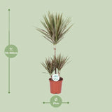 Dracaena bicolore - Ø21cm - ↕95cm Everspring