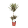 Dracaena bicolore - Ø21cm - ↕95cm Everspring