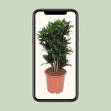 Dracaena Compacta - Ø24cm - ↕80cm Everspring