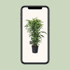 Dracaena Fragrans Citron Lime - Ø27cm - ↕120cm Everspring
