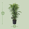 Dracaena Fragrans Citron Lime - Ø27cm - ↕120cm Everspring