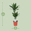 Dracaena Janet Lind - Ø17cm - ↕70cm Everspring