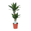 Dracaena Janet Lind - Ø17cm - ↕70cm Everspring