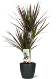 Dracaena Magenta - Ø17cm - ↕80cm + Pot Bruxelles D18x17cm - Anthracite - GREEN OASIS - SHOP Plantes vertes originales livrées à votre domicile