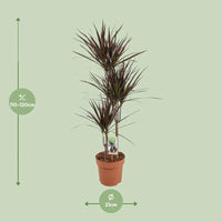 Dracaena Magenta - Ø21cm - ↕120cm Everspring