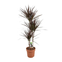 Dracaena Magenta - Ø21cm - ↕120cm Everspring
