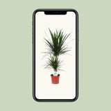 Dracaena Marginata - Ø17cm - ↕75cm Everspring