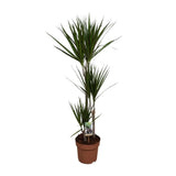 Dracaena Marginata - Ø21cm - ↕120cm Everspring