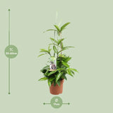 Dracaena Surculosa - Ø17cm - ↕55cm Everspring