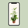 Dracaena Surculosa - Ø17cm - ↕55cm Everspring