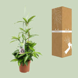 Dracaena Surculosa - Ø17cm - ↕55cm Everspring