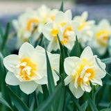 🌸 Dutch Flower Mix – IDEE CADEAU! Boîte de Luxe Moyenne, 40 Bulbes pour 1 m² de Fleurs Hollandaises – Taille 12+ - GREEN OASIS - SHOP